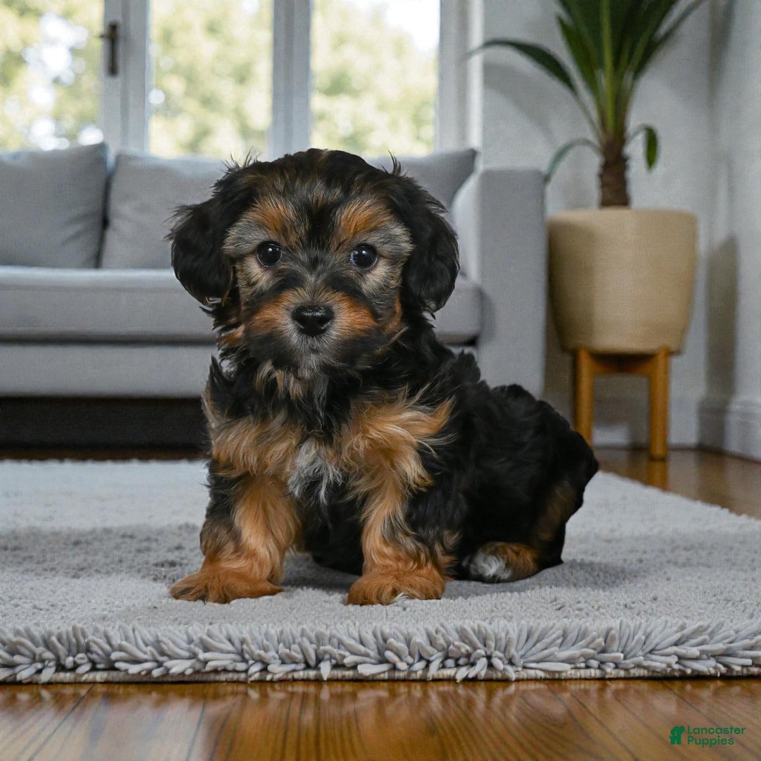 Yorkshire Terrier dogs for sale: SADIE - Ad 1