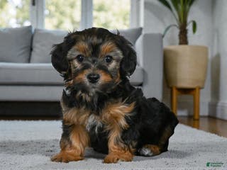 Yorkshire Terrier dogs SADIE - Ad 26
