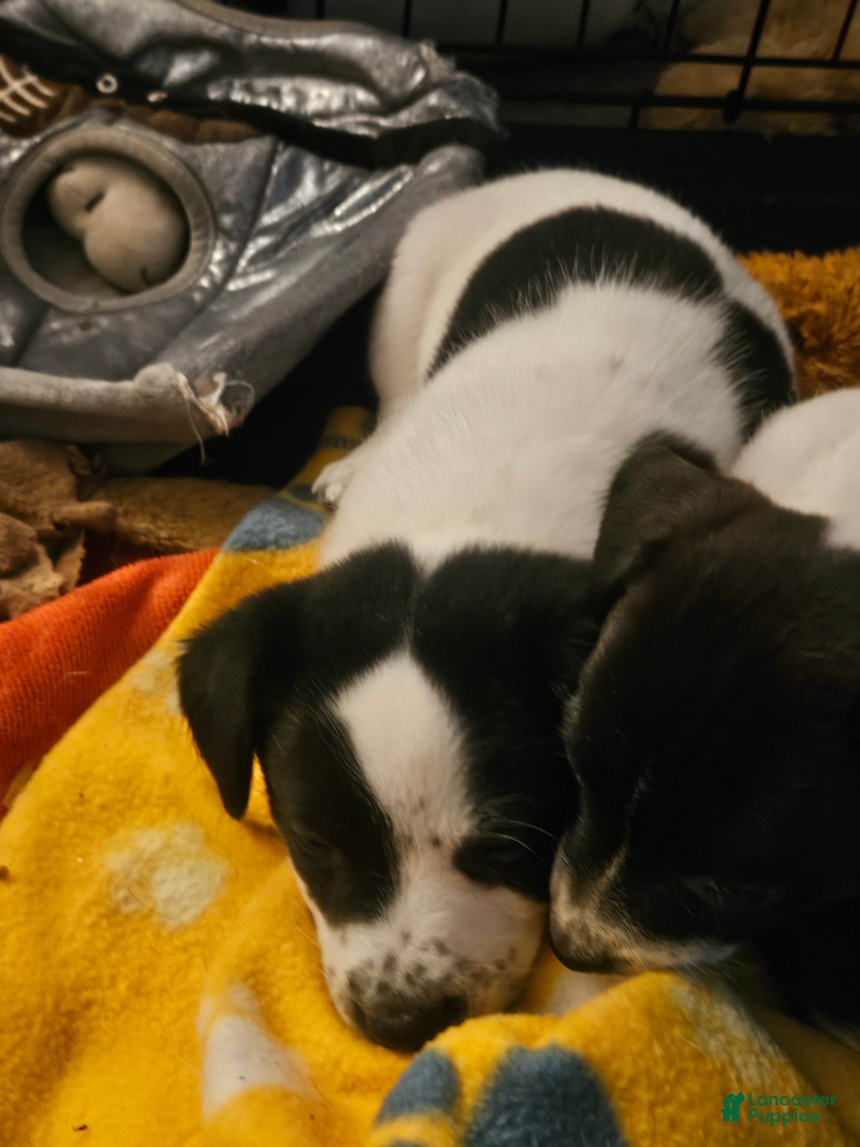 Jack Russell Terrier dogs Bull - Ad 33