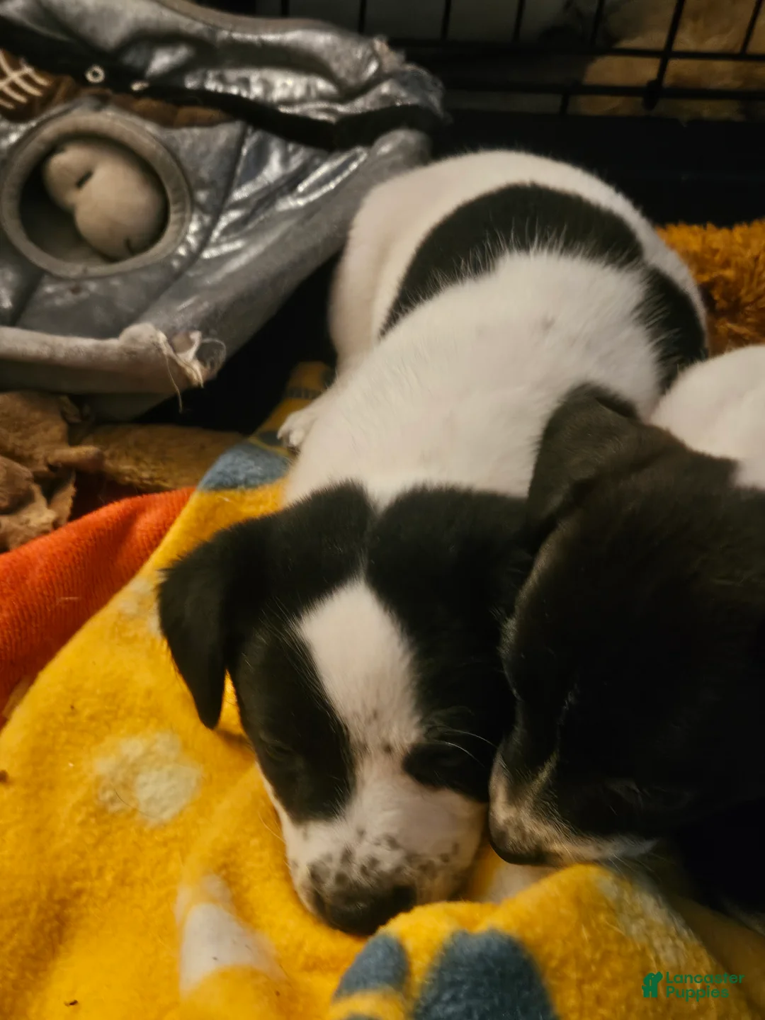 Jack Russell Terrier dogs for sale: Bull - Ad 1