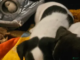 Jack Russell Terrier dogs Bull - Ad 35