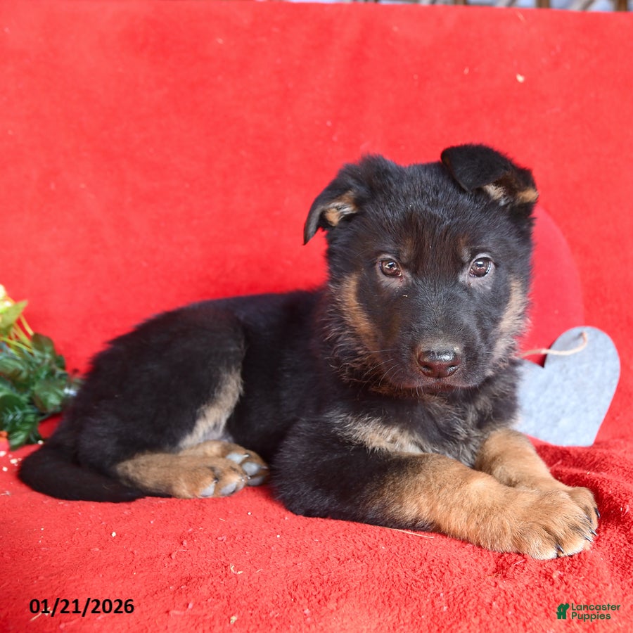 German Shepherd dogs Jordan - Ad 8