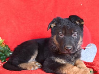 German Shepherd dogs Jordan - Ad 8