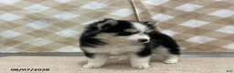 Pomsky dogs for sale: Prime - Ad 2