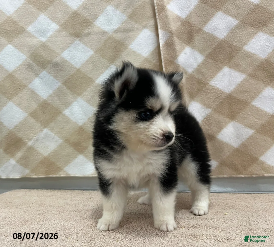 Pomsky dogs for sale: Prime - Ad 2