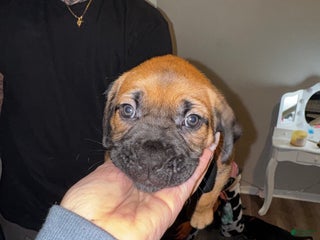 Cane Corso dogs Cane Corso Puppy - Pink Collar - Ad 13