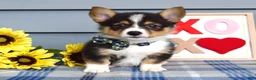 Welsh Corgi Pembroke dogs for sale: Wiley - Ad 4