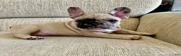 French Bulldog dogs for sale: Scout  - Ad 16