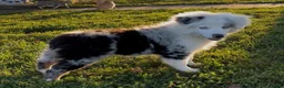 Australian Shepherd dogs for sale: Blue - Ad 7