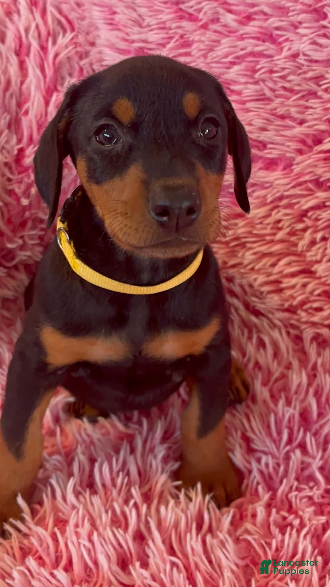 Doberman Pinscher