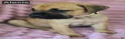 Cane Corso dogs for sale: Alexis - Ad 5