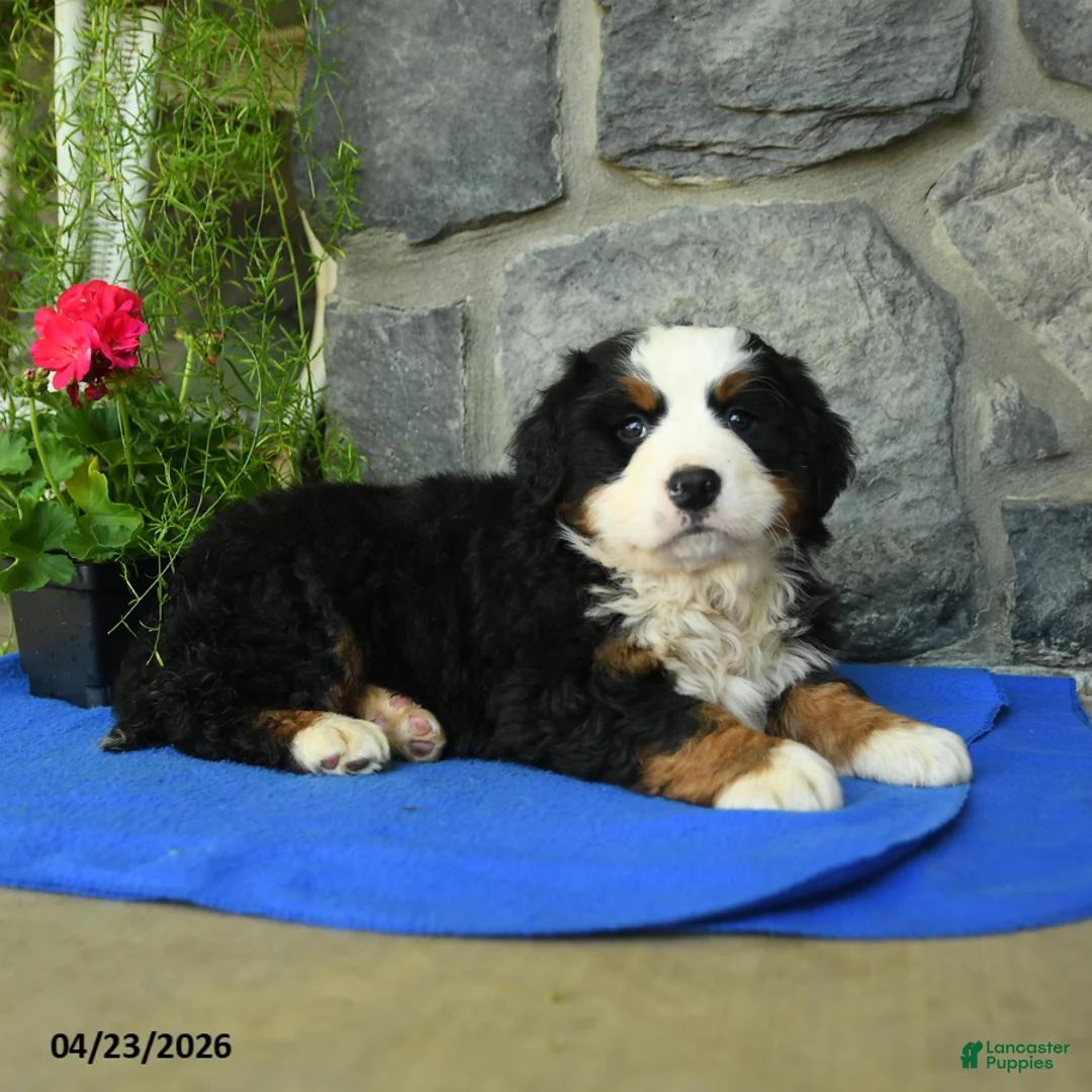 Bernese Mountain Dog dogs for sale: Autumn - Ad 2