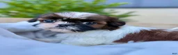 Shih Tzu dogs for sale: AKC Letti - Ad 3