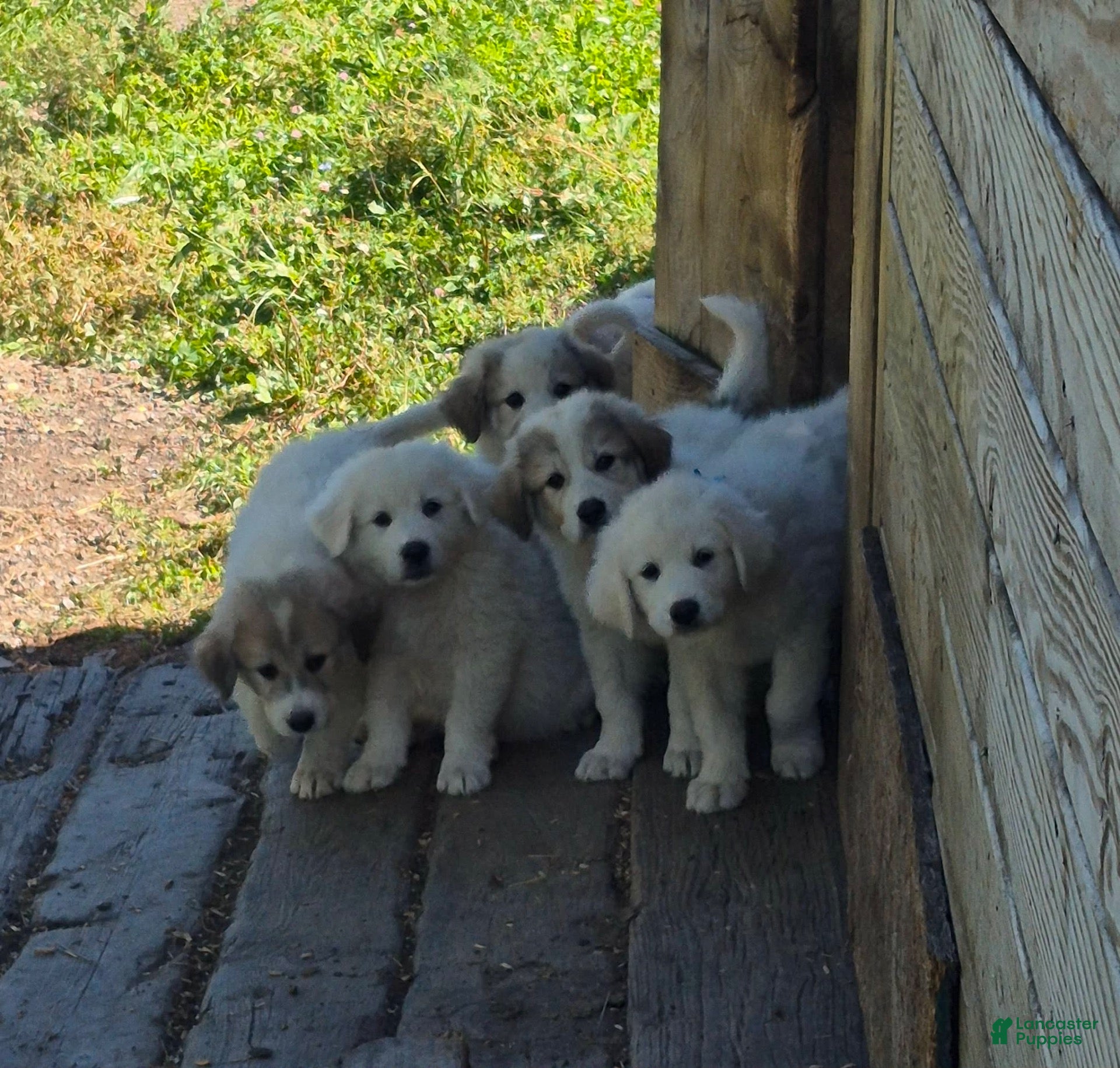 Great Pyrenees dogs Great Pyrenees 5 - Ad 35