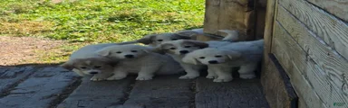 Great Pyrenees 5