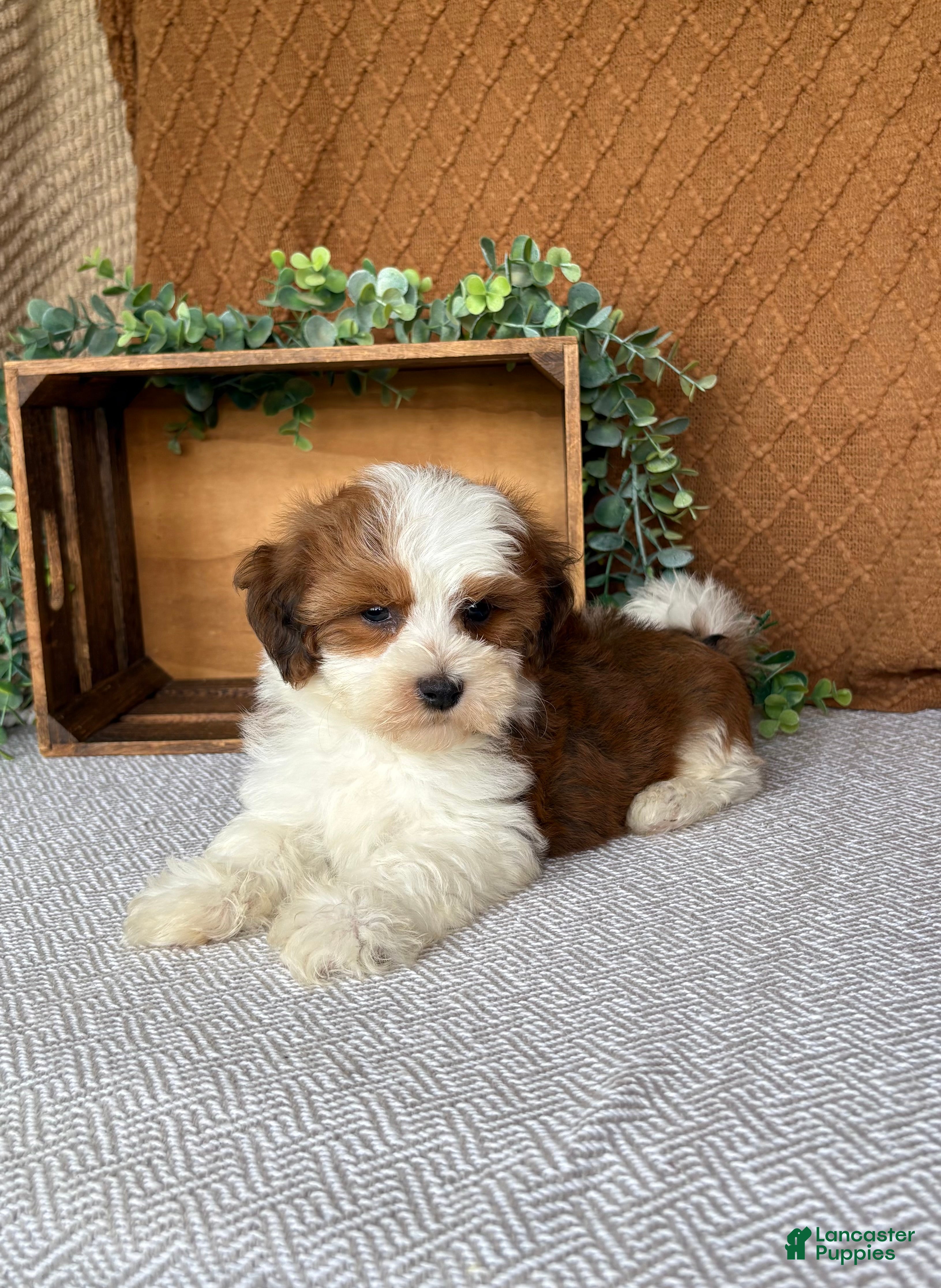 Havanese dogs Theo  - Ad 2