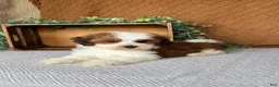Havanese dogs for sale: Theo  - Ad 2