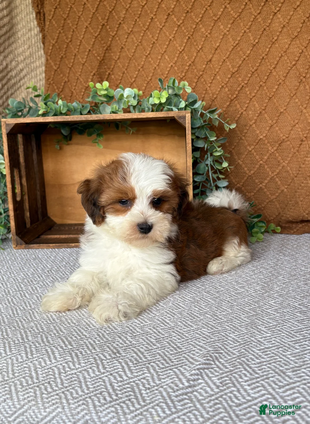 Havanese dogs for sale: Theo  - Ad 2