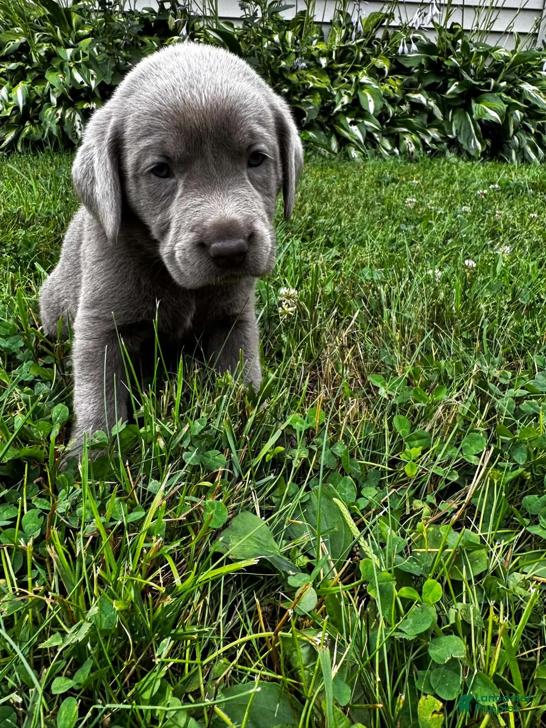 Labrador Retriever dogs for sale: Oleander - Ad 2
