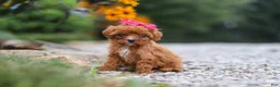 Cavapoo dogs for sale: Brielle - Ad 1