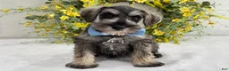 Miniature Schnauzer dogs for sale: Paisley Male 4 - Ad 2
