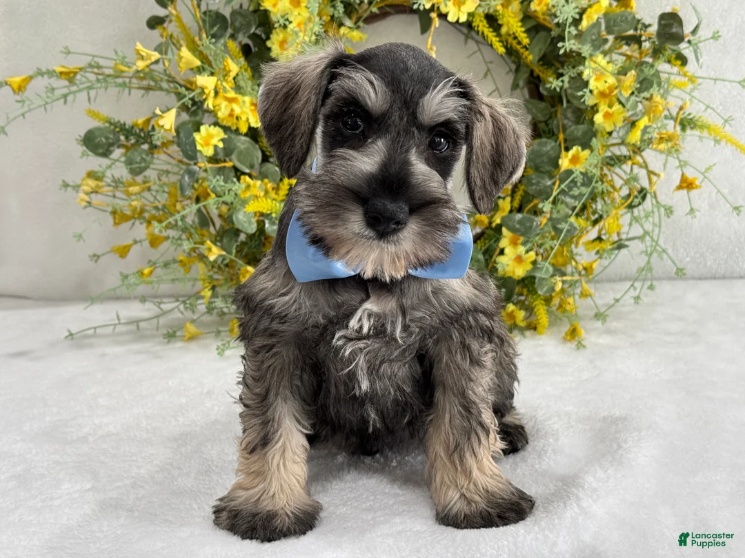 Miniature Schnauzer dogs for sale: Paisley Male 4 - Ad 2
