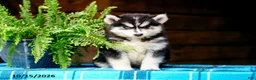 Pomsky dogs for sale: Tootsie - Ad 7
