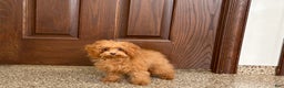 Maltipoo dogs for sale: Tiny Red  - Ad 4