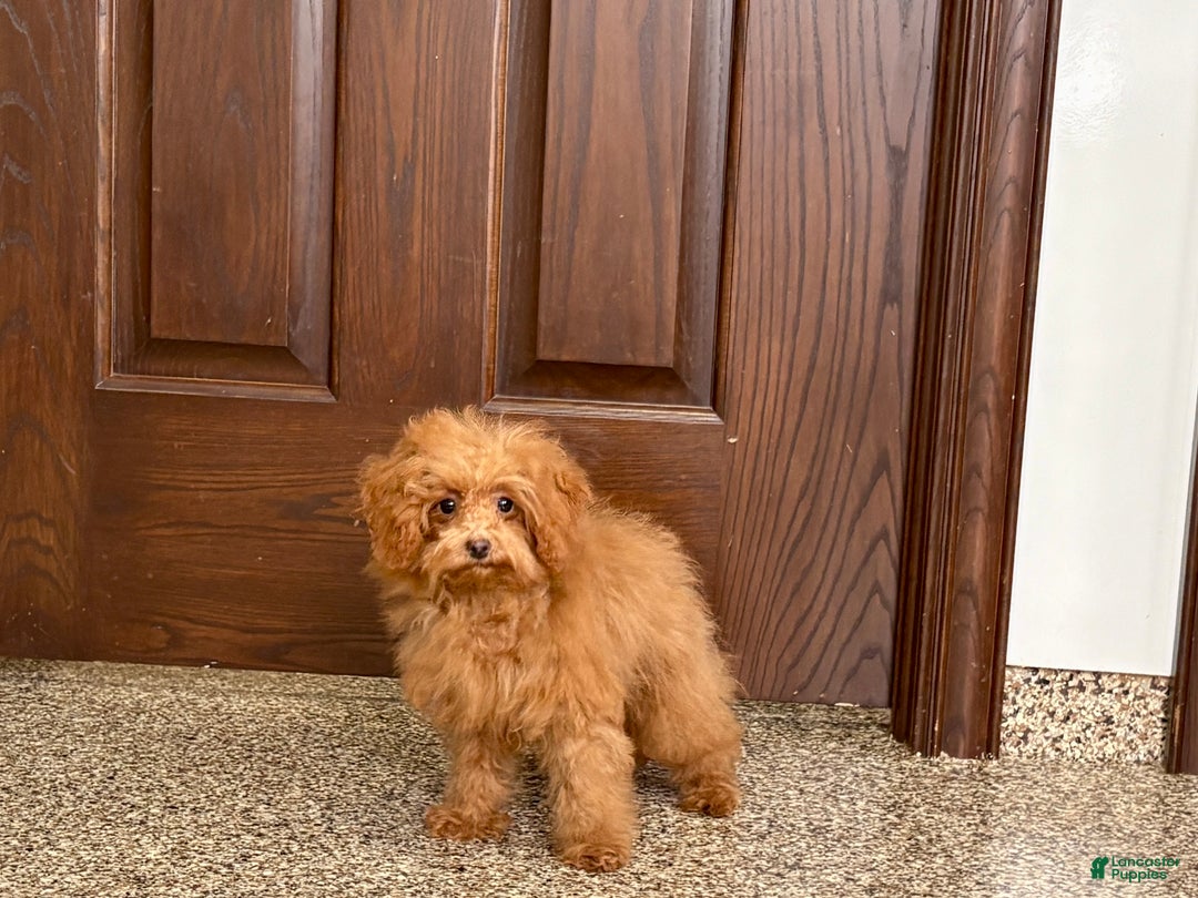 Maltipoo dogs for sale: Tiny Red  - Ad 4