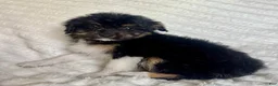 Mixed Breed dogs for sale: 1 Bowser  - Ad 2