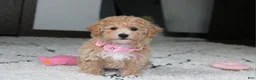 Bichpoo dogs for sale: Aubrey - Ad 5