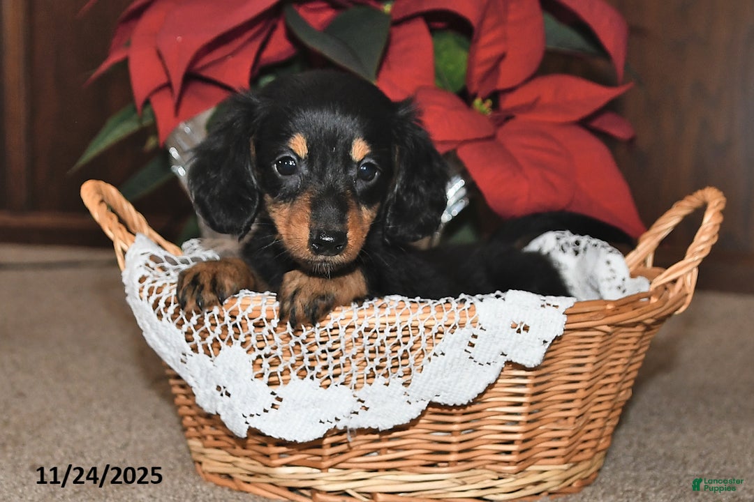 Miniature Dachshund dogs for sale: Preston - Ad 3