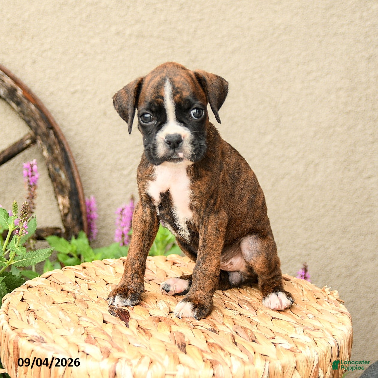 Boxer dogs Bella   - Ad 1