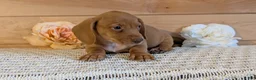 Miniature Dachshund dogs for sale: Hudson - Ad 6