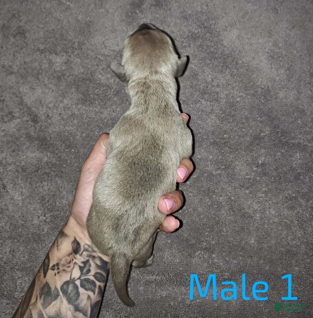 Cane Corso dogs for sale: Cane Corso Puppy 3 - Navy - Ad 6