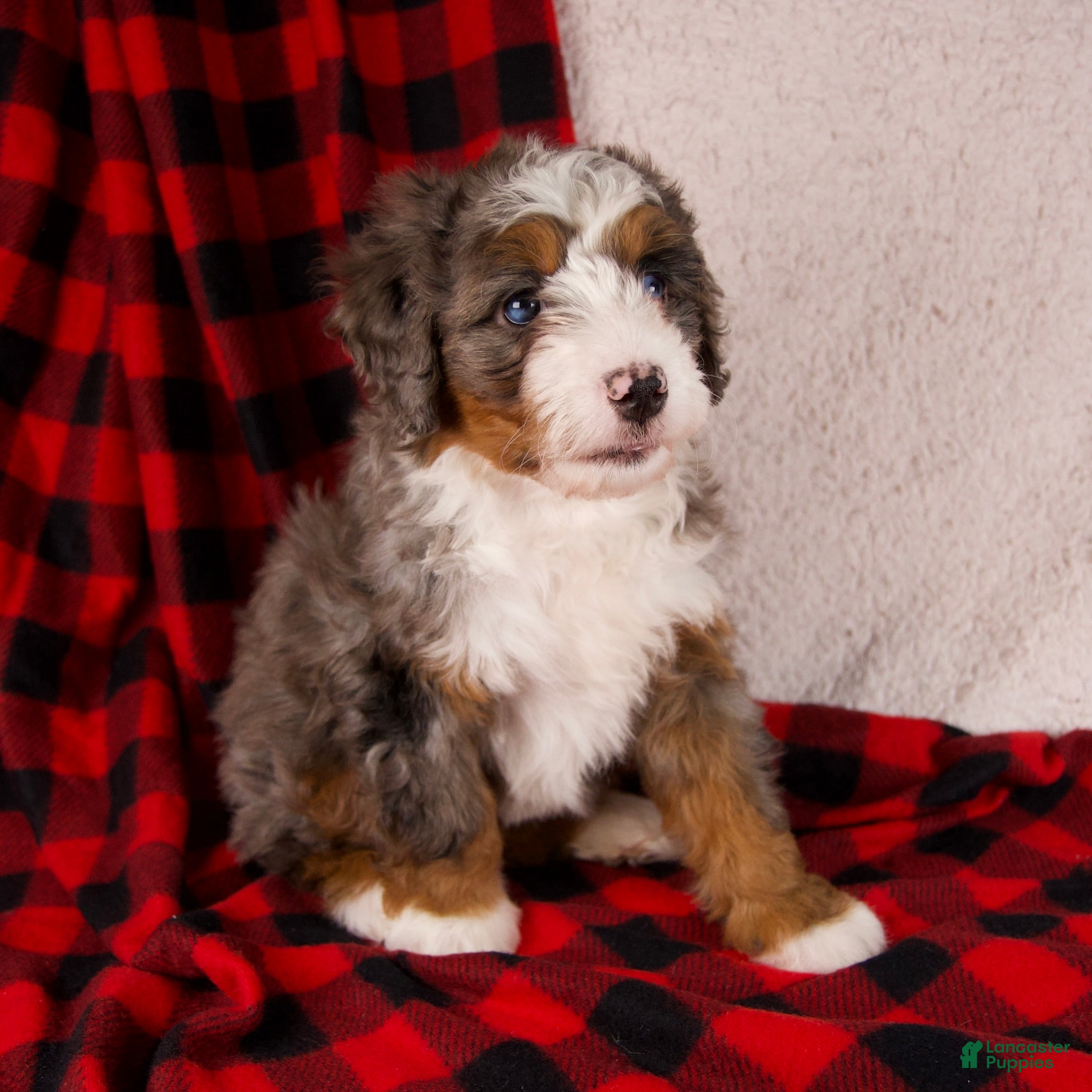 Mini Bernedoodle dogs Glory Girl *Potty Training* - Ad 4