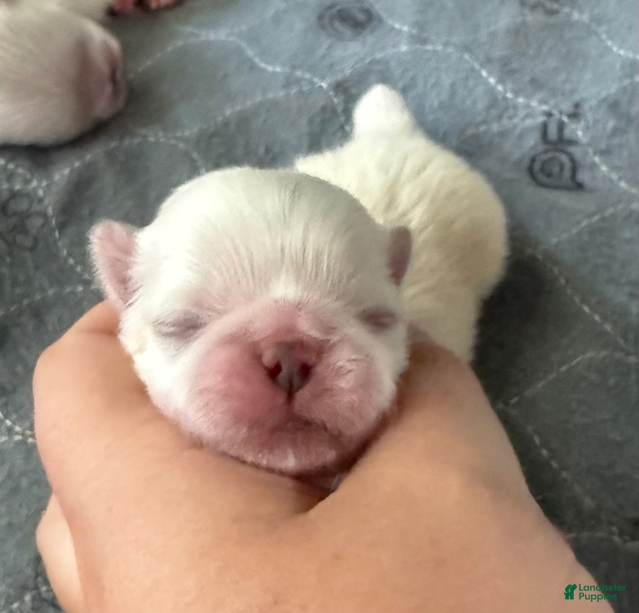 Pekingese dogs Boy 2 - Ad 1