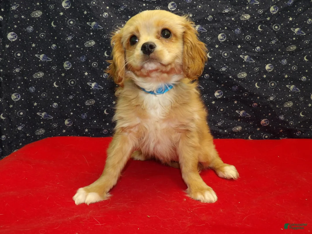 Cavachon dogs for sale: Ja Ja  - Ad 4