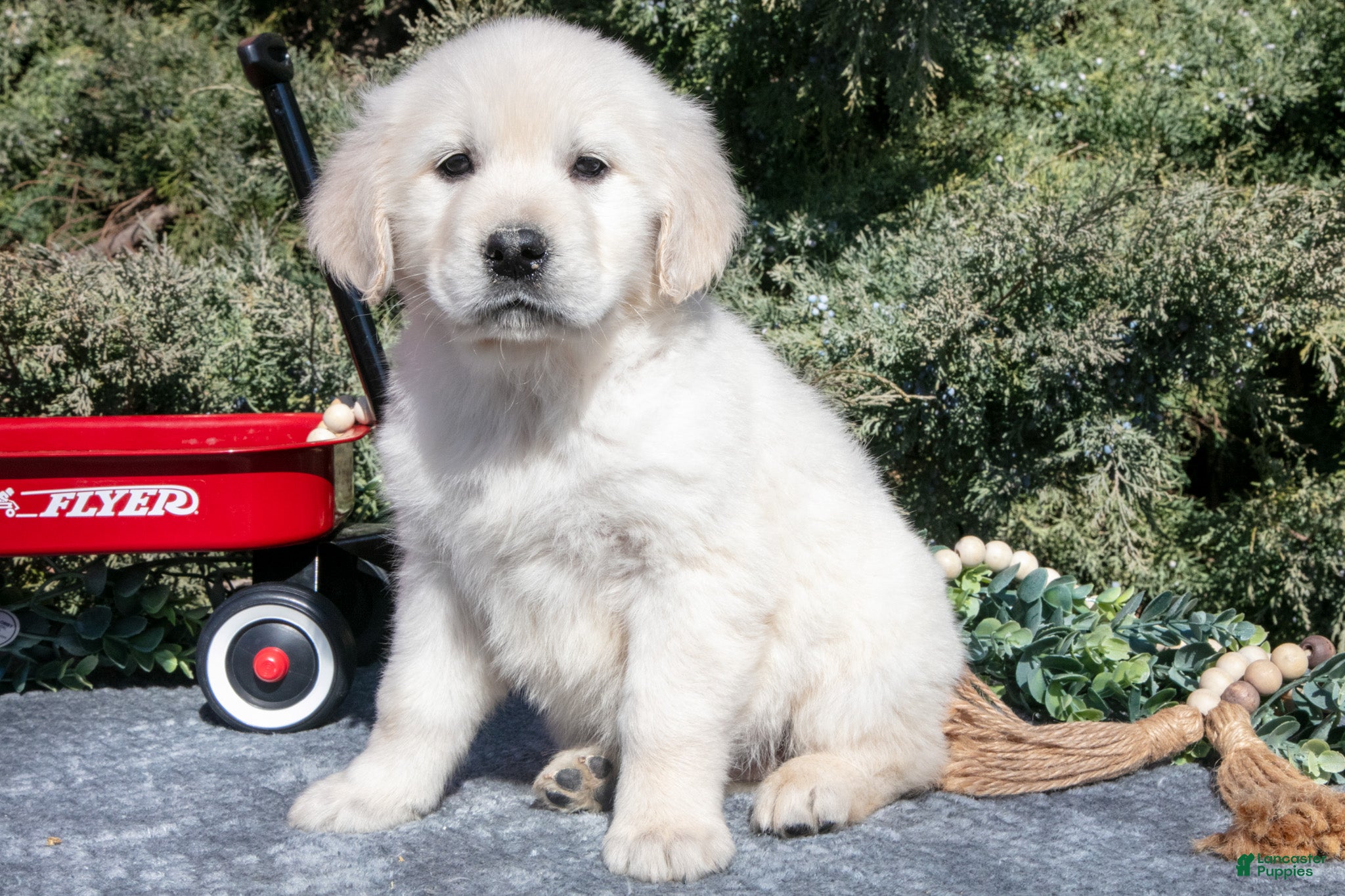 Golden Retriever dogs for sale: Maya - Ad 4