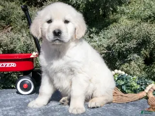 Golden Retriever dogs for sale: Maya - Ad 4