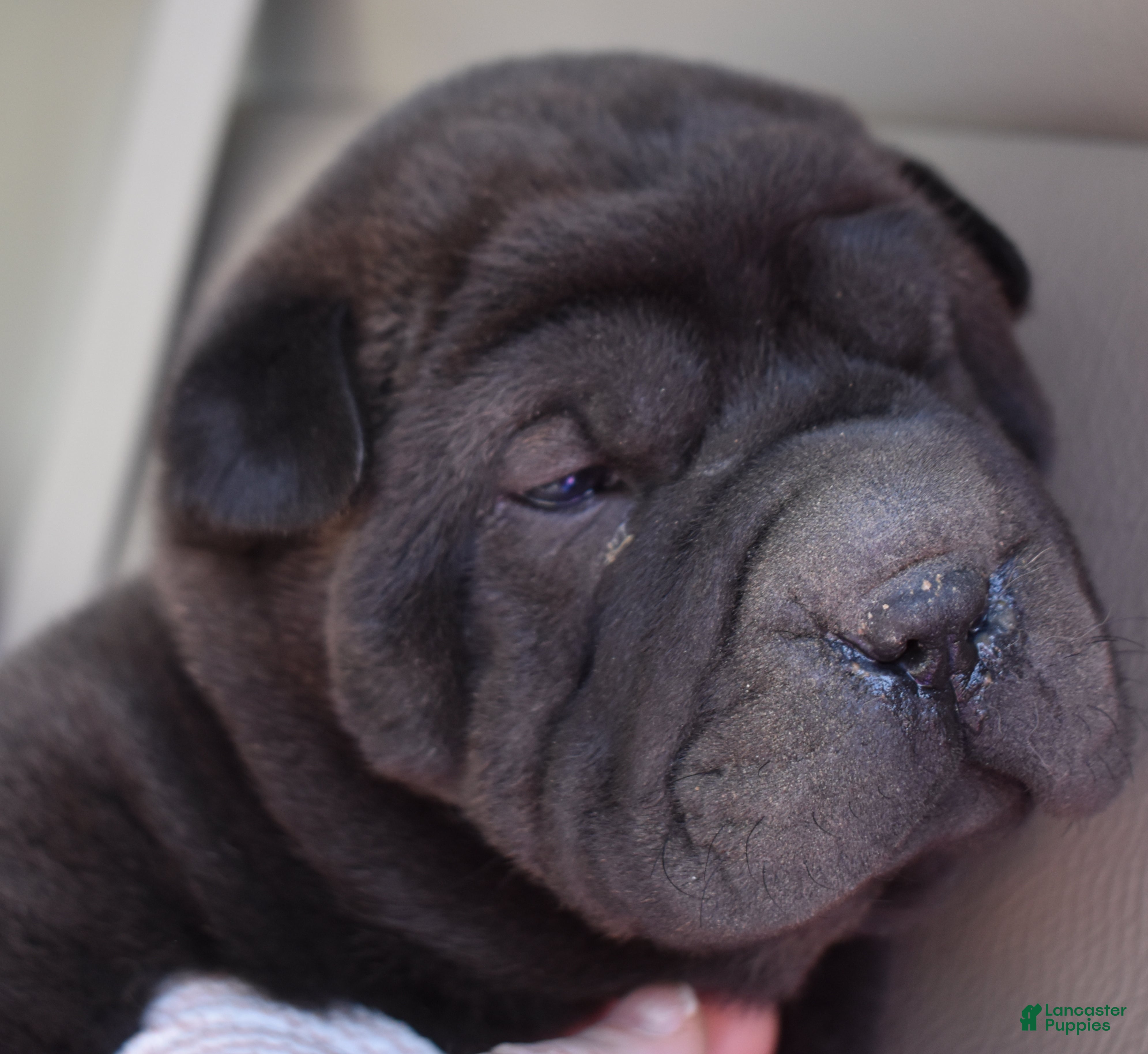 Shar Pei dogs Shar Pei Puppy 1 - Ad 2