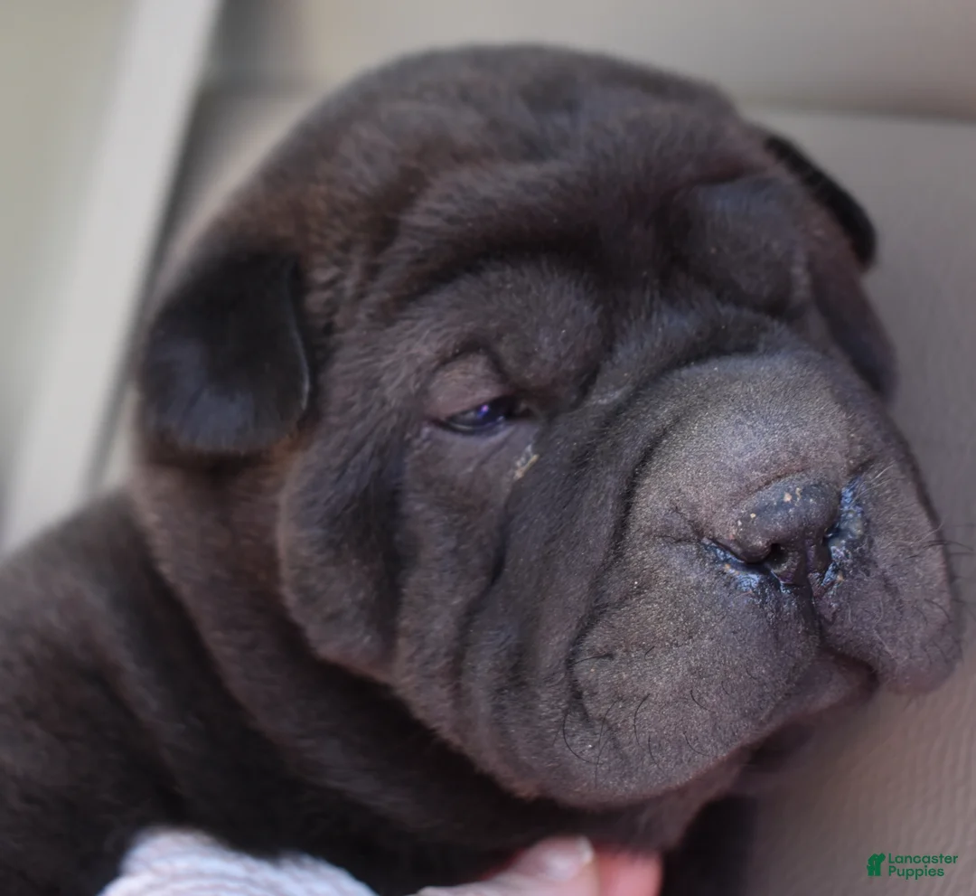 Shar Pei dogs for sale: Shar Pei Puppy 1 - Ad 2