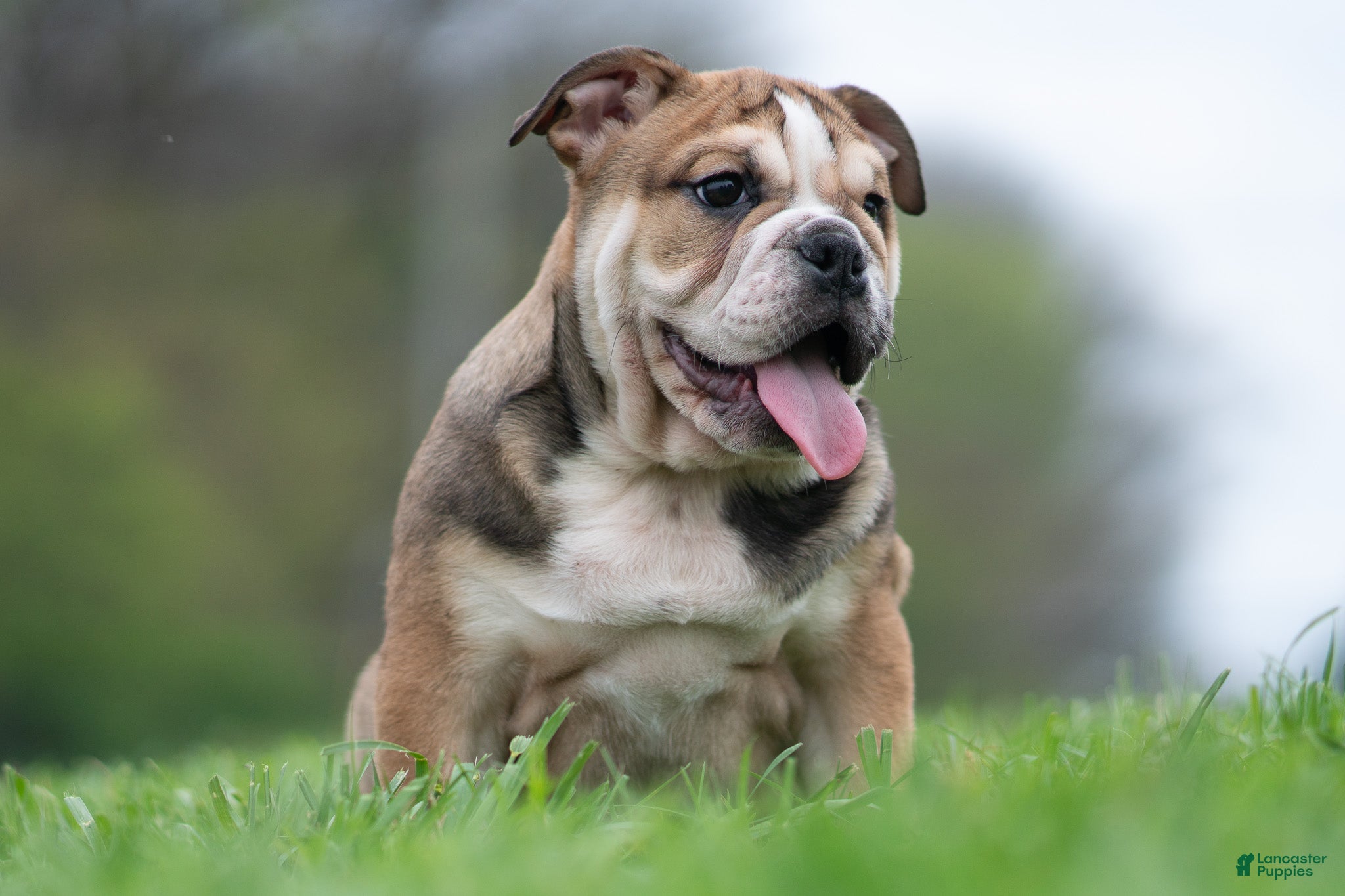 English Bulldog dogs Mater - Ad 2