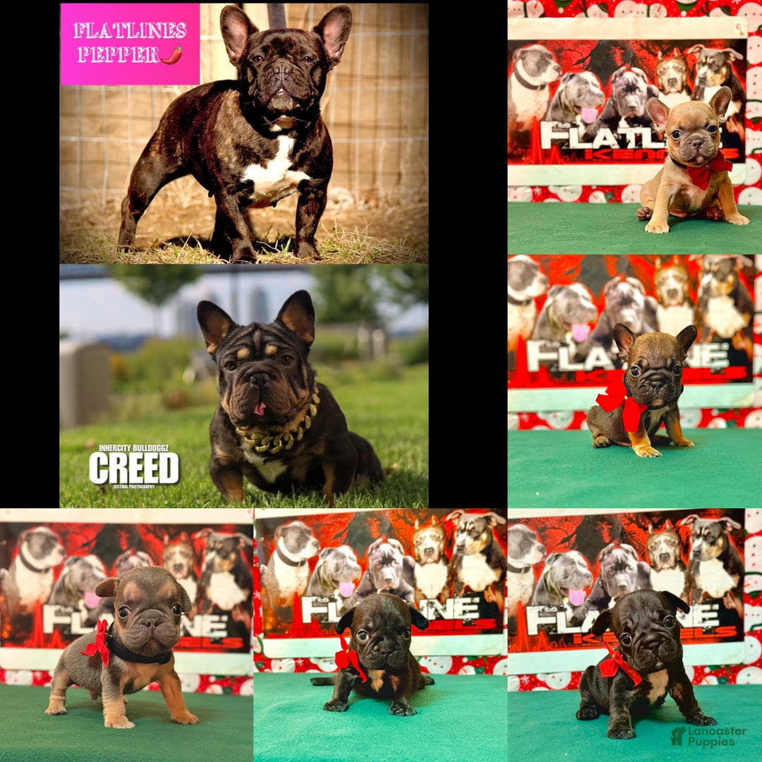 French Bulldog dogs for sale: French Bulldog Puppy 1 - Ad 3