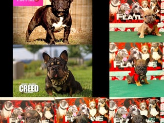 French Bulldog dogs French Bulldog Puppy 1 - Ad 15