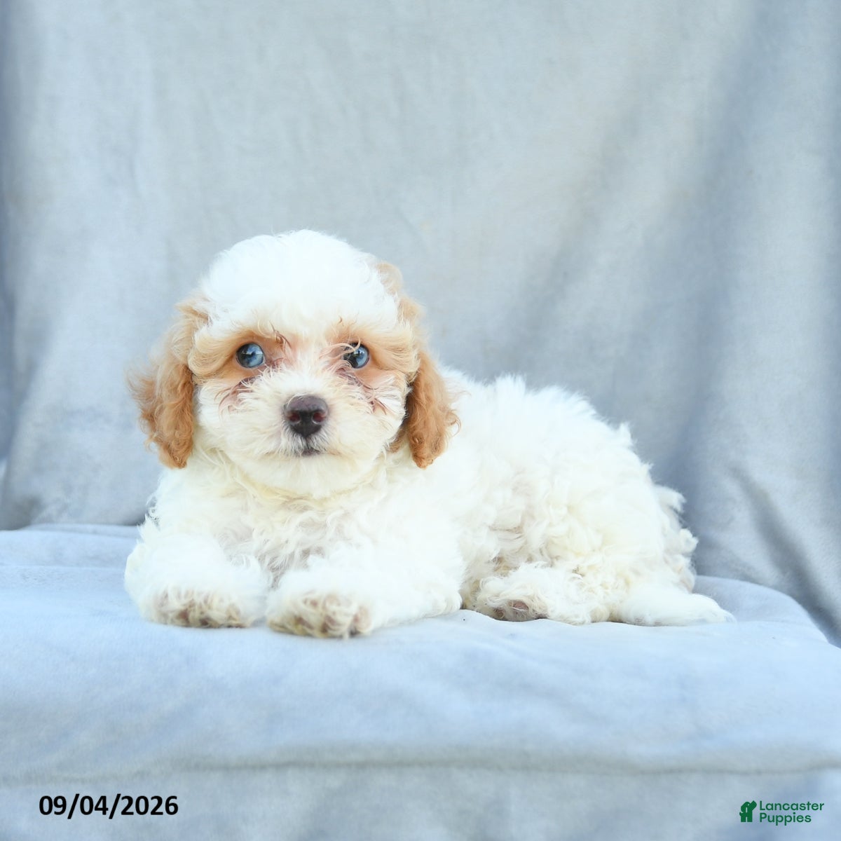 Bichpoo dogs Ziggy - Ad 2