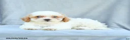 Bichpoo dogs for sale: Ziggy - Ad 2