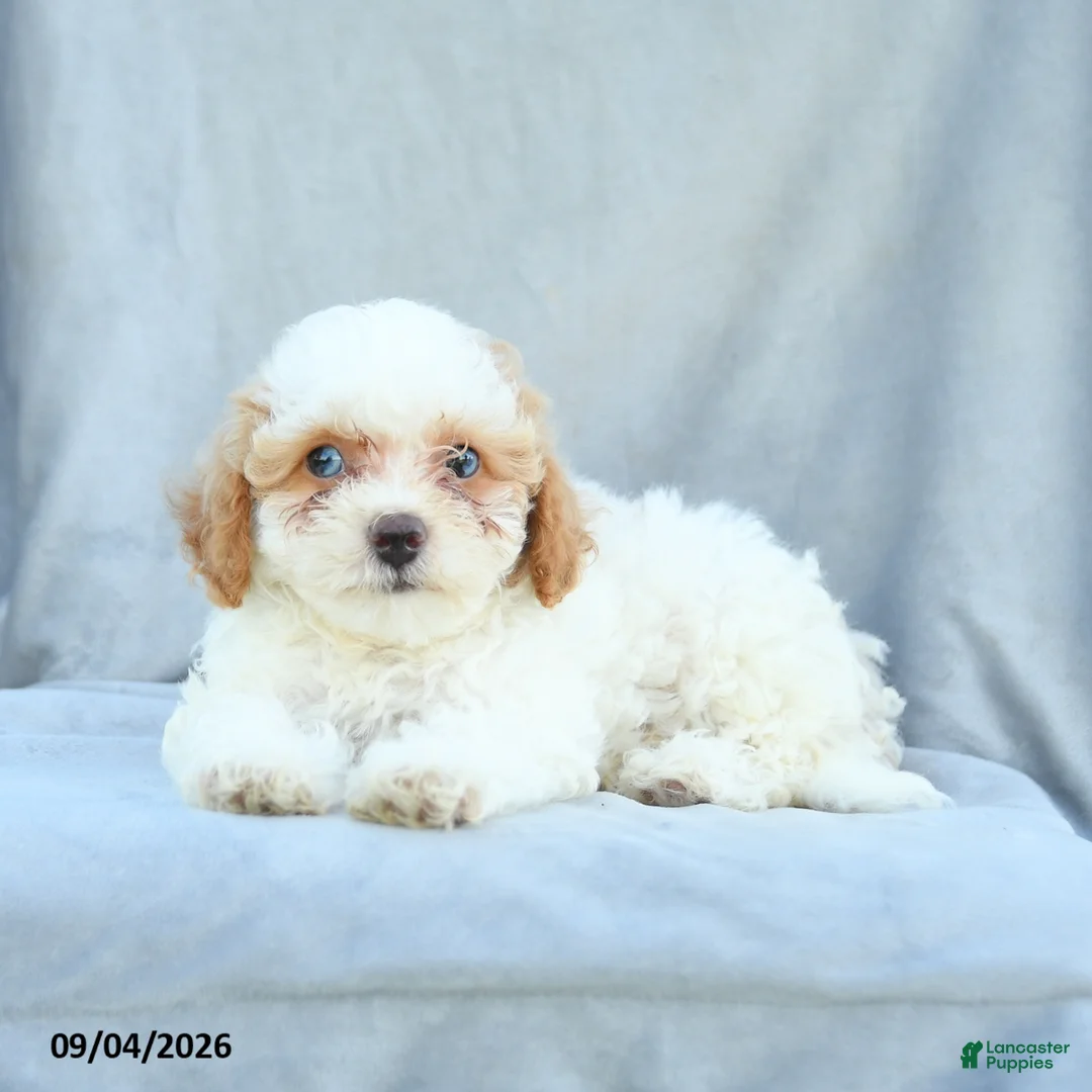 Bichpoo dogs for sale: Ziggy - Ad 2