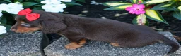 Miniature Dachshund dogs for sale:  Zane 🦴 - Ad 17