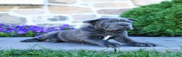 Cane Corso dogs for sale: Beau - Ad 4